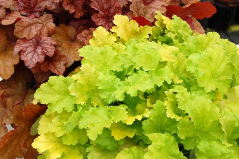 Heuchera Lime Rickey,  Coral Bells Lime Rickey, Alum Root Lime Rickey, Shade plants, Evergreen plants, Foliage plant, Yellow Foliage, Yellow Heuchera