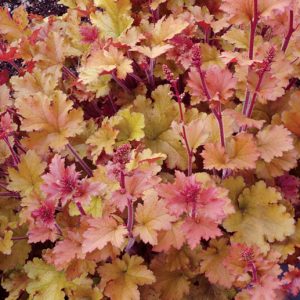 Heuchera 'Marmalade', Coral Bells 'Marmalade', Alum Root 'Marmalade', Coral Flower 'Marmalade', Shade plants, Evergreen plants, apricot Heuchera, Caramel Heuchera, Peach Heuchera