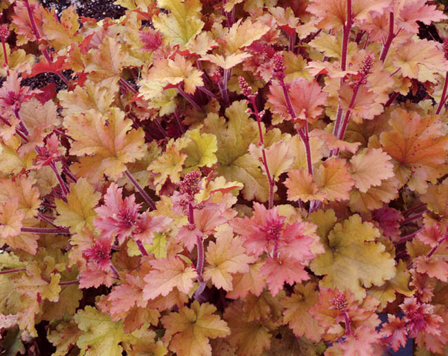Heuchera 'Marmalade', Coral Bells 'Marmalade', Alum Root 'Marmalade', Coral Flower 'Marmalade', Shade plants, Evergreen plants, apricot Heuchera, Caramel Heuchera, Peach Heuchera