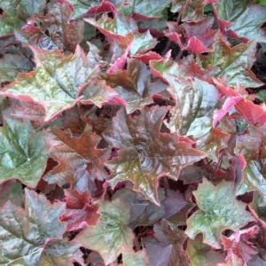 Heuchera micrantha 'Palace Purple', Coral Bells 'Palace Purple', Alum Root 'Palace Purple', Shade plants, Evergreen plants, Foliage plant, Blue foliage, Purple Foliage