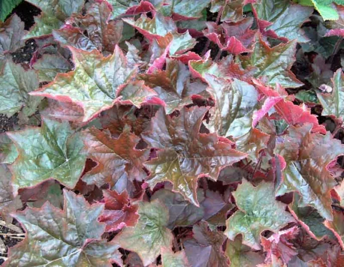 Heuchera micrantha 'Palace Purple', Coral Bells 'Palace Purple', Alum Root 'Palace Purple', Shade plants, Evergreen plants, Foliage plant, Blue foliage, Purple Foliage