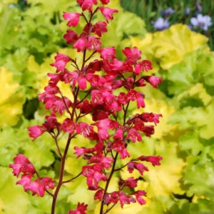 Heuchera 'Paris', Coral Bells 'Paris', Alum Root 'Paris', Heuchera Americana 'Paris', Shade plants, Evergreen plants
