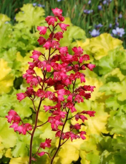 Heuchera 'Paris', Coral Bells 'Paris', Alum Root 'Paris', Heuchera Americana 'Paris', Shade plants, Evergreen plants