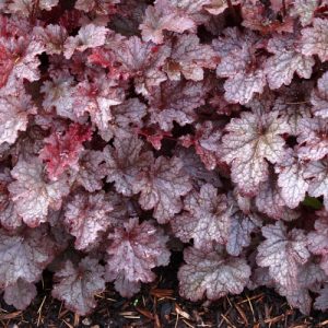 Heuchera 'Plum Pudding', Coral Bells 'Plum Pudding', Alum Root 'Plum Pudding', Coral Flower 'Plum Pudding', Shade plants, Evergreen plants, Purple Heuchera