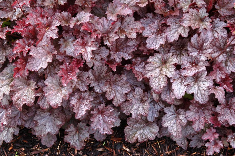 Heuchera 'Plum Pudding', Coral Bells 'Plum Pudding', Alum Root 'Plum Pudding', Coral Flower 'Plum Pudding', Shade plants, Evergreen plants, Purple Heuchera