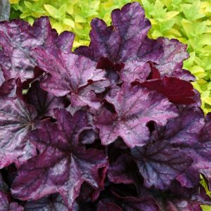 Heuchera 'Plum Royale', Coral Bells 'Plum Royale', Alum Root 'Plum Royale', Coral Flower 'Plum Royale', Shade plants, Evergreen plants, Purple Heuchera