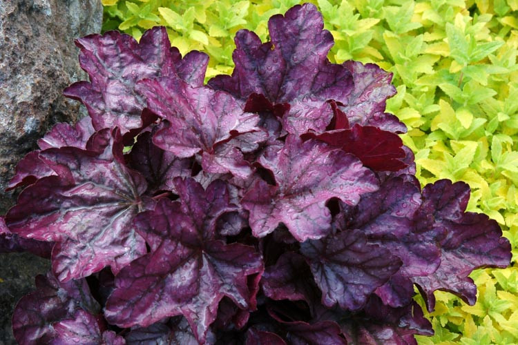 Heuchera 'Plum Royale', Coral Bells 'Plum Royale', Alum Root 'Plum Royale', Coral Flower 'Plum Royale', Shade plants, Evergreen plants, Purple Heuchera