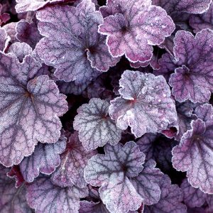Heuchera 'Sugar Plum', Coral Bells 'Sugar Plum', Alum Root 'Sugar Plum', Coral Flower 'Sugar Plum', Shade plants, Evergreen plants, Purple Heuchera