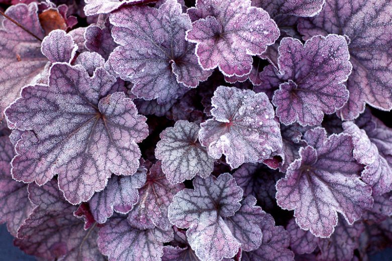 Heuchera 'Sugar Plum', Coral Bells 'Sugar Plum', Alum Root 'Sugar Plum', Coral Flower 'Sugar Plum', Shade plants, Evergreen plants, Purple Heuchera