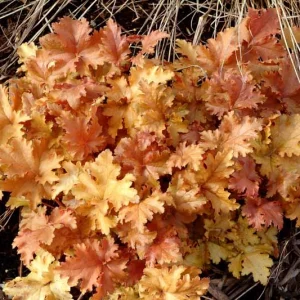 Heuchera 'Amber Waves', Alum Root 'Amber Waves', Coral Bells 'Amber Waves', Coral Flower 'Amber Waves'