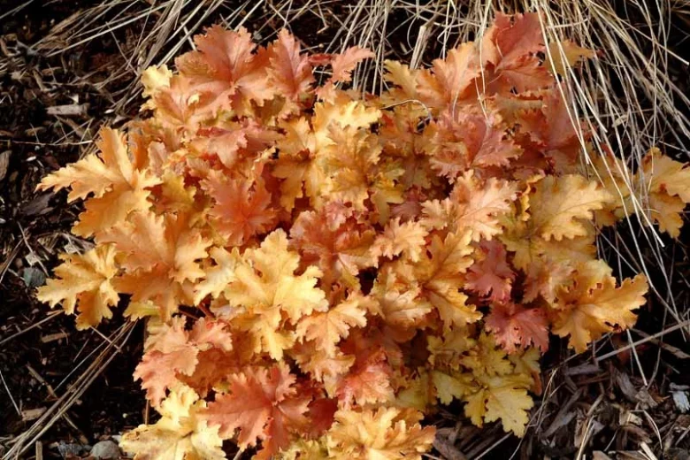 Heuchera 'Amber Waves', Alum Root 'Amber Waves', Coral Bells 'Amber Waves', Coral Flower 'Amber Waves'