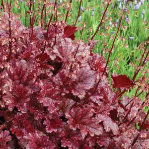 Heuchera 'Berry Marmalade', Coral Bells 'Berry Marmalade', Alum Root 'Berry Marmalade', Coral Flower 'Berry Marmalade', Shade plants, Evergreen plants,Red Heuchera, Purple Heuchera, Maroon Heuchera