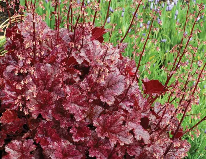 Heuchera 'Berry Marmalade', Coral Bells 'Berry Marmalade', Alum Root 'Berry Marmalade', Coral Flower 'Berry Marmalade', Shade plants, Evergreen plants,Red Heuchera, Purple Heuchera, Maroon Heuchera