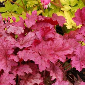 Heuchera 'Berry Smoothie', Coral Bells 'Berry Smoothie', Alum Root 'Berry Smoothie', Coral Flower 'Berry Smoothie', Shade plants, Evergreen plants, Pink Heuchera, Pink Coral Bells, Pink Alum Root