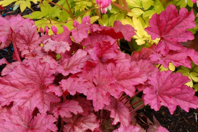 Heuchera 'Berry Smoothie', Coral Bells 'Berry Smoothie', Alum Root 'Berry Smoothie', Coral Flower 'Berry Smoothie', Shade plants, Evergreen plants, Pink Heuchera, Pink Coral Bells, Pink Alum Root