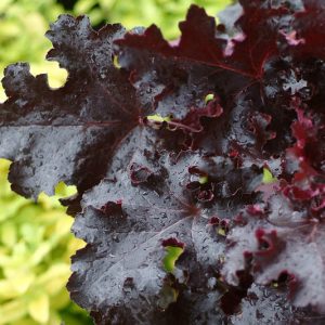 Heuchera 'Black Beauty', Coral Bells 'Black Beauty', Alum Root 'Black Beauty', Coral Flower 'Black Beauty', Shade plants, Evergreen plants, Black Heuchera, Purple Heuchera, Maroon Heuchera
