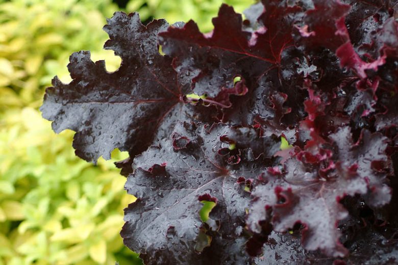 Heuchera 'Black Beauty', Coral Bells 'Black Beauty', Alum Root 'Black Beauty', Coral Flower 'Black Beauty', Shade plants, Evergreen plants, Black Heuchera, Purple Heuchera, Maroon Heuchera
