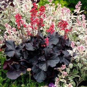 Heuchera 'Black Forest Cake', Coral Bells 'Black Forest Cake', Alum Root 'Black Forest Cake', Coral Flower 'Black Forest Cake', Shade plants, Evergreen plants, Black Heuchera, Purple Heuchera, Maroon Heuchera