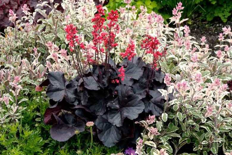 Heuchera 'Black Forest Cake', Coral Bells 'Black Forest Cake', Alum Root 'Black Forest Cake', Coral Flower 'Black Forest Cake', Shade plants, Evergreen plants, Black Heuchera, Purple Heuchera, Maroon Heuchera