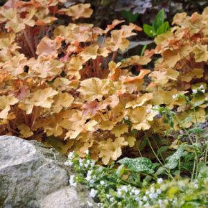 Heuchera 'Caramel', Alum Root 'Caramel', Coral Bells 'Caramel', Coral Flower 'Caramel'