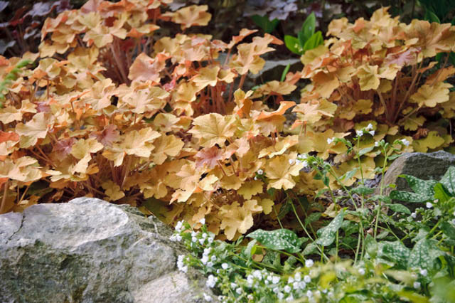 Heuchera 'Caramel', Alum Root 'Caramel', Coral Bells 'Caramel', Coral Flower 'Caramel'