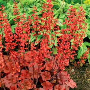 Heuchera 'Cherry Cola', Coral Bells 'Cherry Cola', Alum Root 'Cherry Cola', Coral Flower 'Cherry Cola', Shade plants, Evergreen plants, Red Heuchera, Red Coral Bells, Red Alum Root