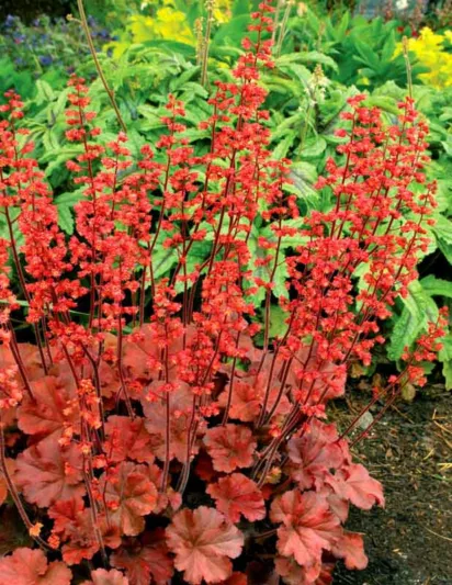 Heuchera 'Cherry Cola', Coral Bells 'Cherry Cola', Alum Root 'Cherry Cola', Coral Flower 'Cherry Cola', Shade plants, Evergreen plants, Red Heuchera, Red Coral Bells, Red Alum Root