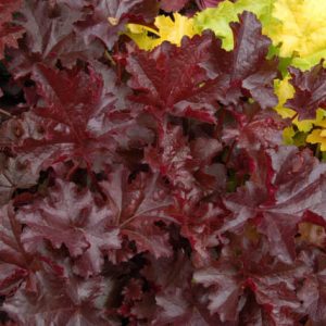Heuchera 'Chocolate Ruffles', Coral Bells 'Chocolate Ruffles', Alum Root 'Chocolate Ruffles', Coral Flower 'Chocolate Ruffles'', Shade plants, Evergreen plants, Chocolate Heuchera