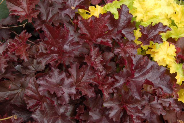 Heuchera 'Chocolate Ruffles', Coral Bells 'Chocolate Ruffles', Alum Root 'Chocolate Ruffles', Coral Flower 'Chocolate Ruffles'', Shade plants, Evergreen plants, Chocolate Heuchera