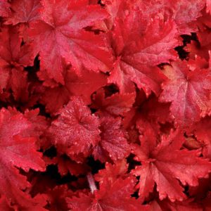 Heuchera 'Fire Chief', Coral Bells 'Fire Chief', Alum Root 'Fire Chief', Coral Flower 'Fire Chief', Shade plants, Evergreen plants, Red Heuchera