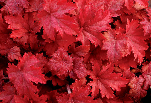 Heuchera 'Fire Chief', Coral Bells 'Fire Chief', Alum Root 'Fire Chief', Coral Flower 'Fire Chief', Shade plants, Evergreen plants, Red Heuchera