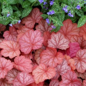 Heuchera 'Georgia Peach', Coral Bells 'Georgia Peach', Alum Root 'Georgia Peach', Coral Flower 'Georgia Peach', Shade plants, Evergreen plants, Chocolate Heuchera