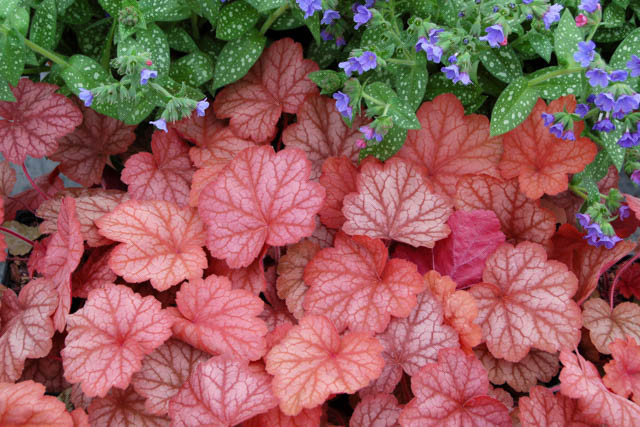 Heuchera 'Georgia Peach', Coral Bells 'Georgia Peach', Alum Root 'Georgia Peach', Coral Flower 'Georgia Peach', Shade plants, Evergreen plants, Chocolate Heuchera