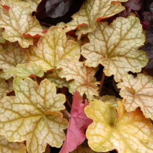 Heuchera 'Ginger Ale', Coral Bells 'Ginger Ale', Alum Root 'Ginger Ale', Coral Flower 'Ginger Ale', Shade plants, Evergreen plants, Orange Heuchera, Apricot heuchera, Caramel Heuchera