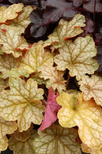 Heuchera 'Ginger Ale', Coral Bells 'Ginger Ale', Alum Root 'Ginger Ale', Coral Flower 'Ginger Ale', Shade plants, Evergreen plants, Orange Heuchera, Apricot heuchera, Caramel Heuchera