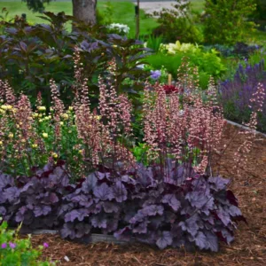 Heuchera 'Grape Expectations', Coral Bells 'Grape Expectations', Alum Root 'Grape Expectations, Coral Flower 'Grape Expectations, Shade plants, Evergreen plants, Evergreen Heuchera, Evergreen Coral Bells, Evergreen Alum Root