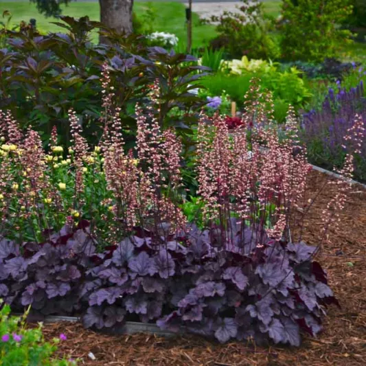 Heuchera 'Grape Expectations', Coral Bells 'Grape Expectations', Alum Root 'Grape Expectations, Coral Flower 'Grape Expectations, Shade plants, Evergreen plants, Evergreen Heuchera, Evergreen Coral Bells, Evergreen Alum Root