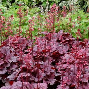 Heuchera 'Grape Soda', Coral Bells 'Grape Soda', Alum Root 'Grape Soda', Coral Flower 'Grape Soda', Shade plants, Evergreen plants, Purple Heuchera, Purple Coral Bells, Purple Alum Root