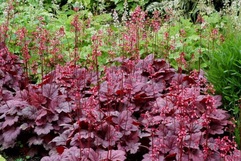 Heuchera 'Grape Soda', Coral Bells 'Grape Soda', Alum Root 'Grape Soda', Coral Flower 'Grape Soda', Shade plants, Evergreen plants, Purple Heuchera, Purple Coral Bells, Purple Alum Root