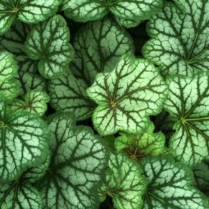 Heuchera 'Green Spice', Coral Bells 'Green Spice', Alum Root 'Green Spice', Heuchera Americana 'Green Spice', Shade plants, Evergreen plants