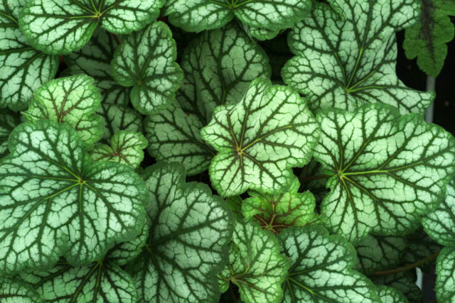 Heuchera 'Green Spice', Coral Bells 'Green Spice', Alum Root 'Green Spice', Heuchera Americana 'Green Spice', Shade plants, Evergreen plants