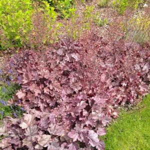 Heuchera micrantha, Crevice Alumroot, Common Alumroot, Shade plants, Evergreen plants, Foliage plant, Blue foliage, Purple Foliage