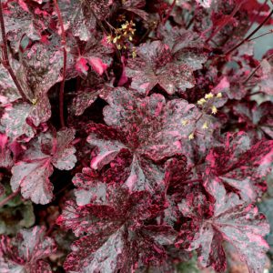 Heuchera 'Midnight Rose', Coral Bells 'Midnight Rose', Alum Root 'Midnight Rose', Shade plants, Evergreen plants