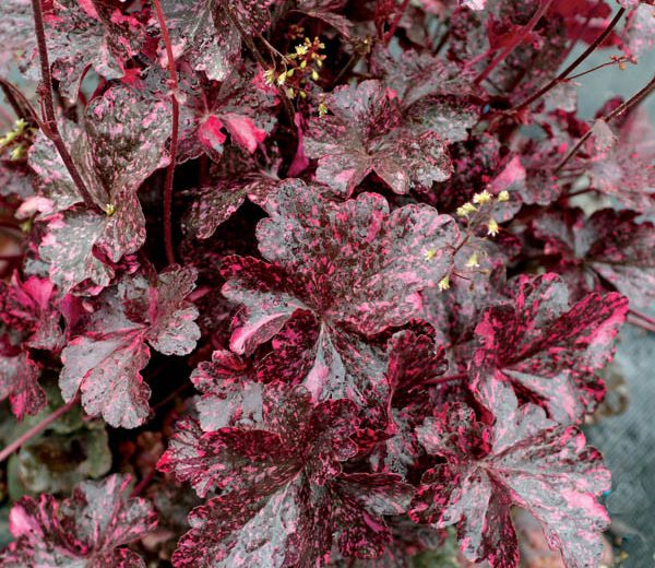 Heuchera 'Midnight Rose', Coral Bells 'Midnight Rose', Alum Root 'Midnight Rose', Shade plants, Evergreen plants