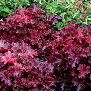 Heuchera 'Midnight Ruffles', Coral Bells 'Midnight Ruffles', Alum Root 'Midnight Ruffles', Coral Flower 'Midnight Ruffles', Shade plants, Evergreen plants, Black Heuchera, Black Coral Bells, Black Alum Root