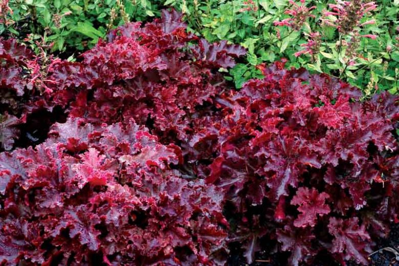 Heuchera 'Midnight Ruffles', Coral Bells 'Midnight Ruffles', Alum Root 'Midnight Ruffles', Coral Flower 'Midnight Ruffles', Shade plants, Evergreen plants, Black Heuchera, Black Coral Bells, Black Alum Root