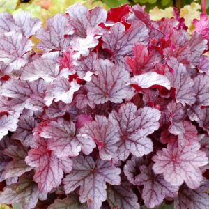 Heuchera 'Milan', Coral Bells 'Milan', Alum Root 'Milan', Coral Flower 'Milan', Shade plants, Evergreen plants, Silver Heuchera, Silver Coral Bells, Silver Alum Root