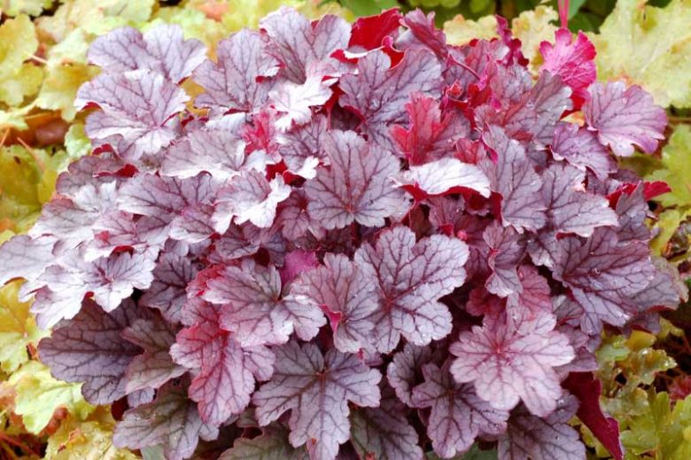 Heuchera 'Milan', Coral Bells 'Milan', Alum Root 'Milan', Coral Flower 'Milan', Shade plants, Evergreen plants, Silver Heuchera, Silver Coral Bells, Silver Alum Root
