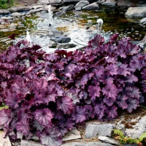 Heuchera 'NORTHERN EXPOSURE™ Purple', Coral Bells NORTHERN EXPOSURE™ Purple, Alum Root NORTHERN EXPOSURE™ Purple, Coral Flower NORTHERN EXPOSURE™ Purple, Heuchera 'TNHEUNEP' Shade plants, Evergreen plants, Purple Heuchera, Purple Coral Bells, Purple Alum Root