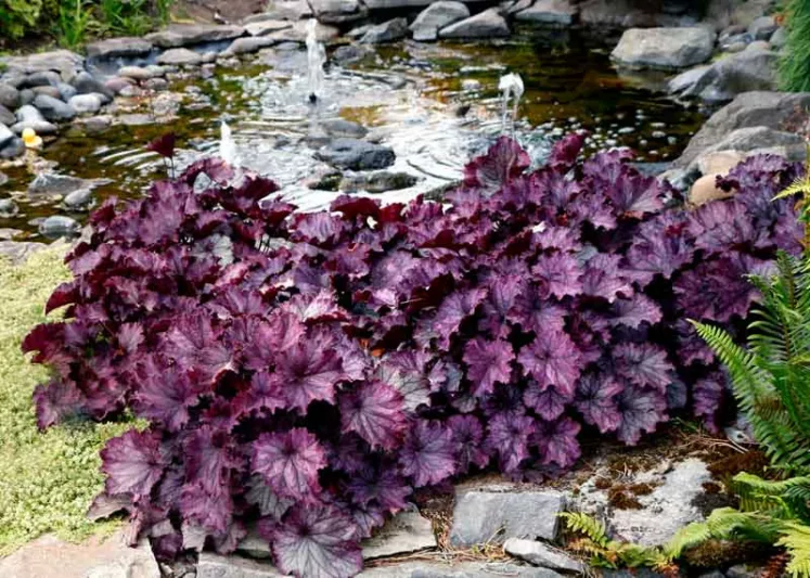 Heuchera 'NORTHERN EXPOSURE™ Purple', Coral Bells NORTHERN EXPOSURE™ Purple, Alum Root NORTHERN EXPOSURE™ Purple, Coral Flower NORTHERN EXPOSURE™ Purple, Heuchera 'TNHEUNEP' Shade plants, Evergreen plants, Purple Heuchera, Purple Coral Bells, Purple Alum Root